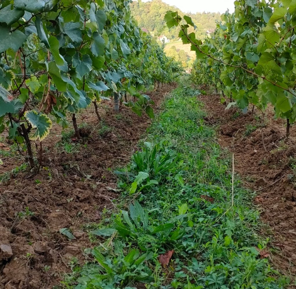 vigne domaine vapillon